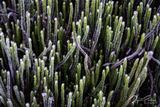 Peruvian Andes Plant